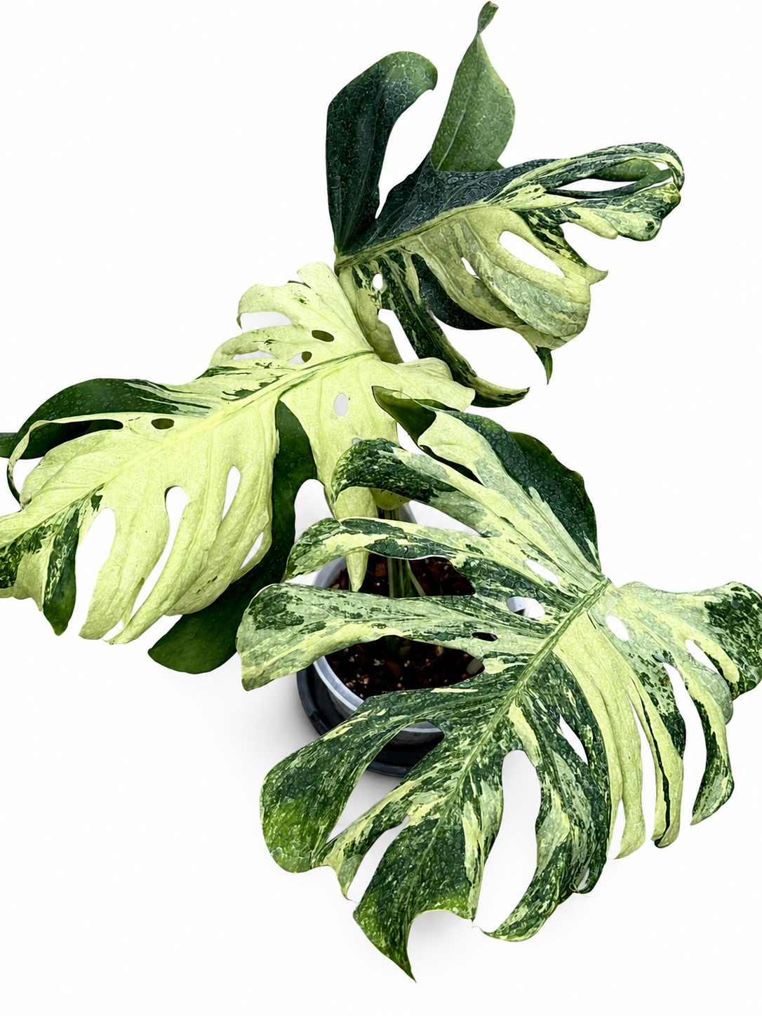 Monstera deliciosa ocean mint lava