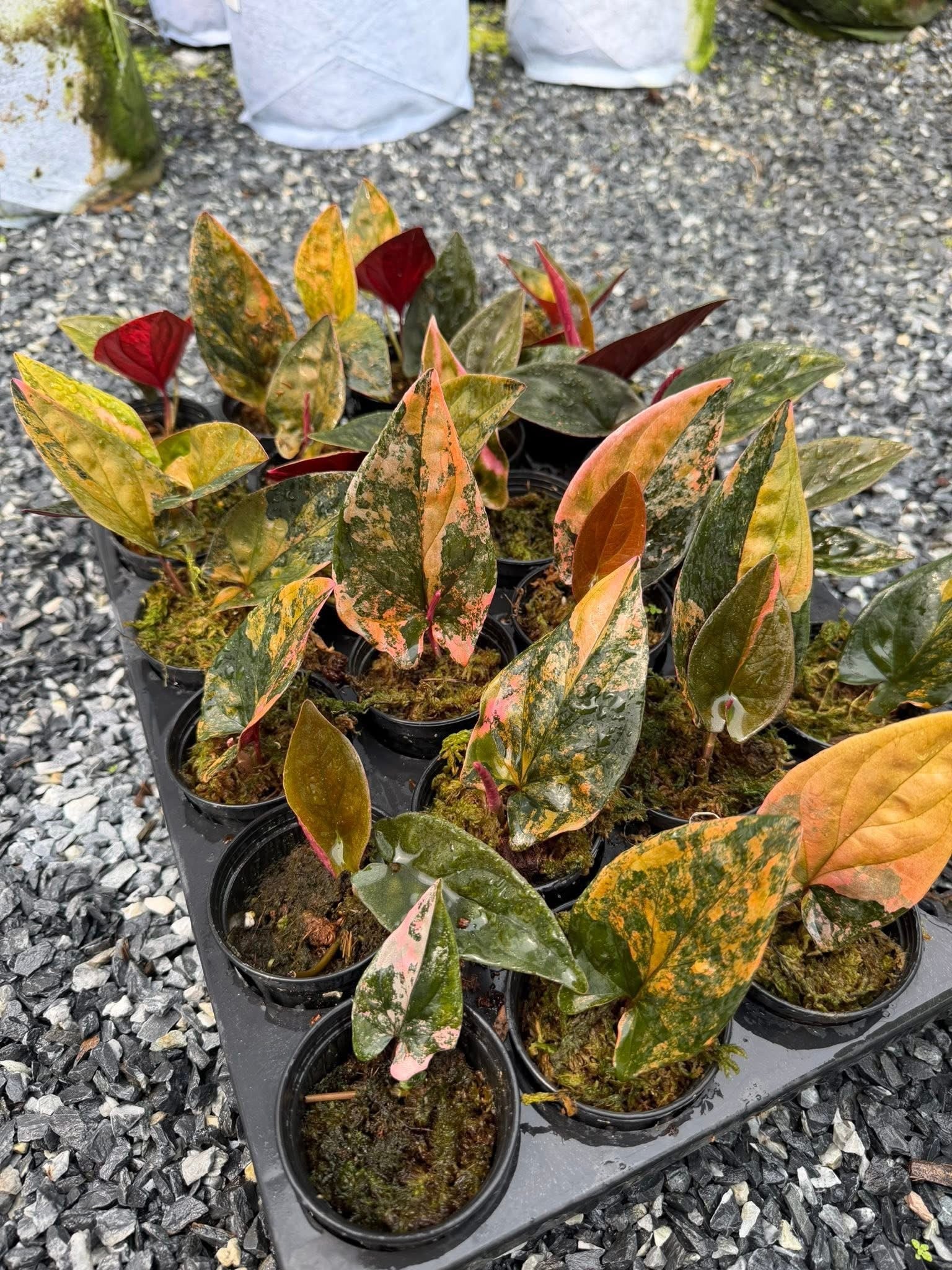 syngonium red arrow variegated-Set of 10 plants