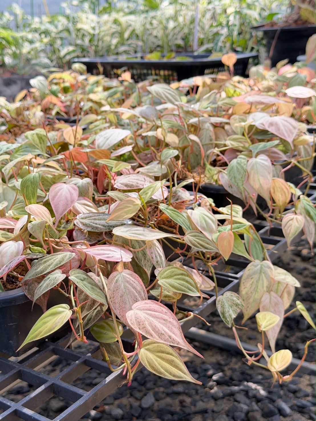 Philodendron Micans Pink mint – Set of 10 Pots (1 Pot Includes 2 Plants)